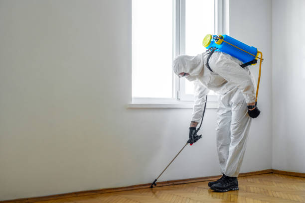 Best Rat Extermination Near Me  in Calais, ME